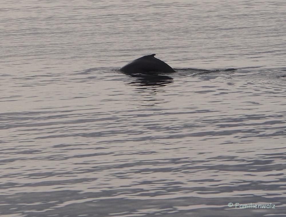 Familienwalz - Erotik einer Walfahrt - Finnwal im Sankt-Lorenz-Strom