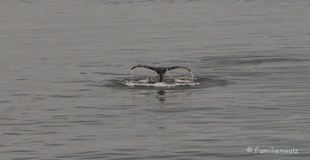 Familienwalz - Erotik einer Walfahrt - Buckelwal im Sankt-Lorenz-Strom