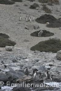 Aug in Aug mit einem Wal - Unser Tag im Humboldt-Nationalpark - Humboldt-Pinguine