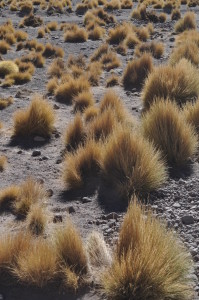 Höhenrausch und Salzkristalle - Wüstenglück in der Atacama - Atacamawüste
