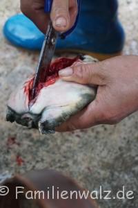 Zwischen Kälteschock und Schildkröten-Massaker - unsere ersten Tage in China - das Ende eine Schildkröte