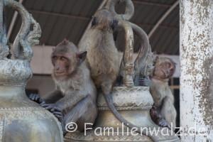 Elefanten, Strand und wilde Affen - Am Monkey Hill Temple
